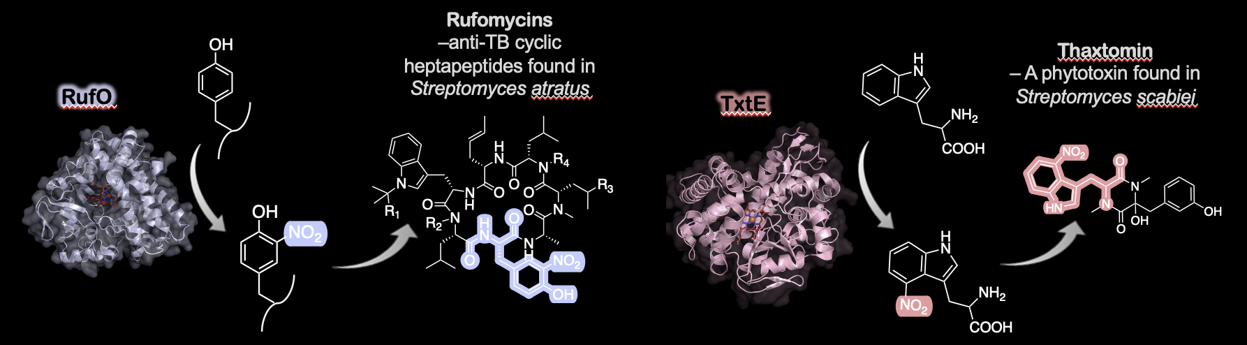 nitratingCYPs